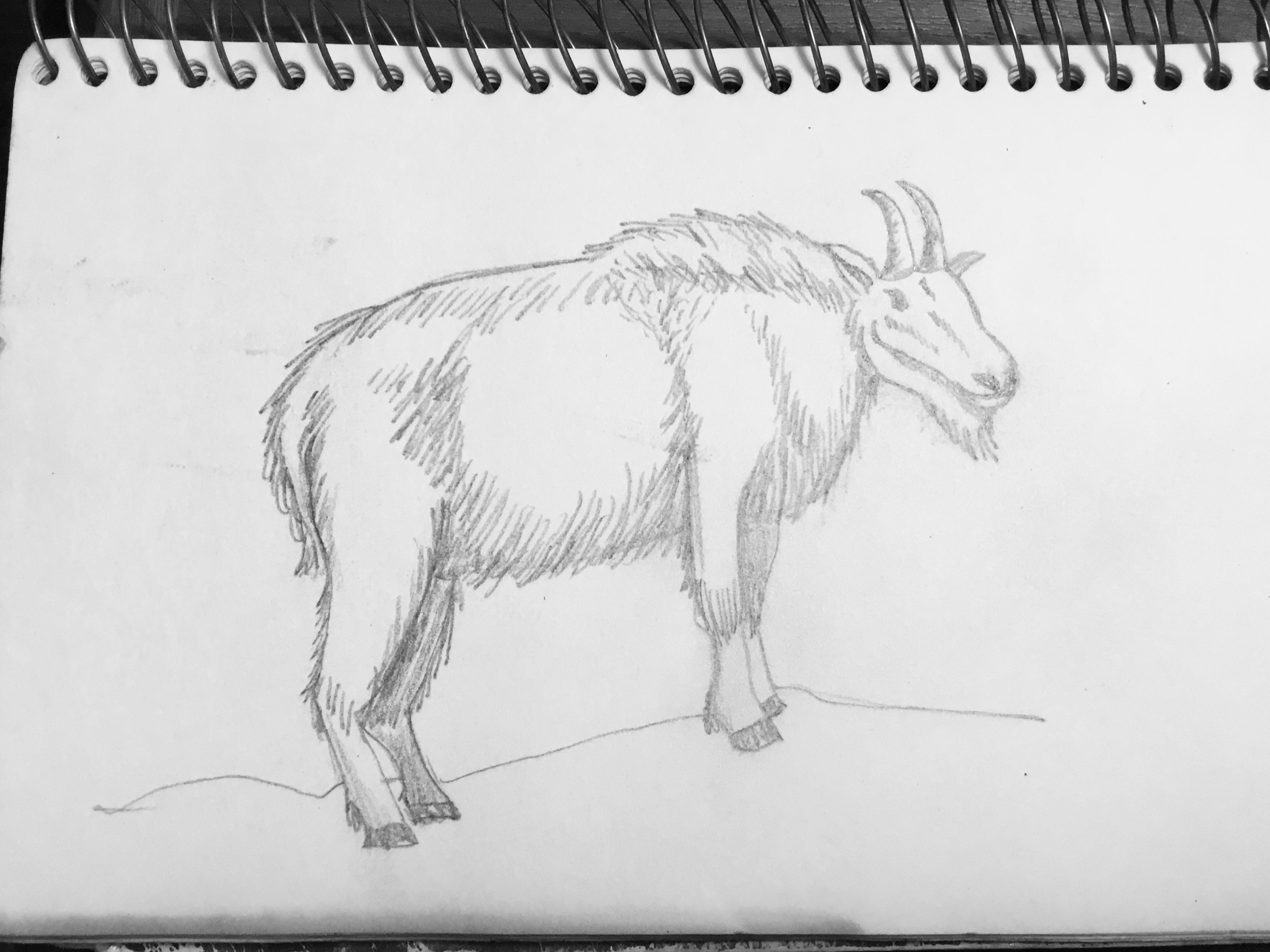 Pencil sketch of a mountain goat .